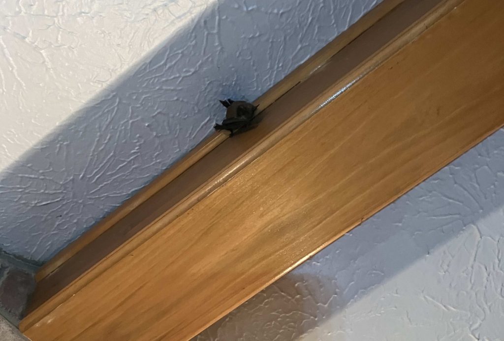 bat in house on ceiling in living room